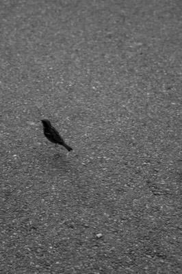 Street Photography